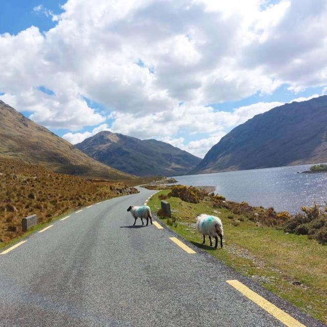 🐑